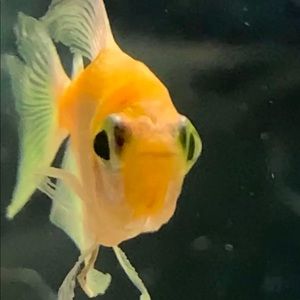 Meet your Posher, Lexi